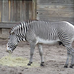 Male Grevy's Zebra