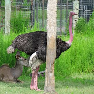 Male Ostrich in Breeding Color