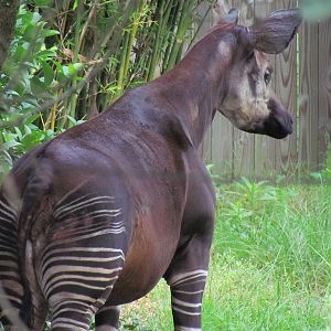 Okapi