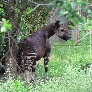 Okapi Under a Tree