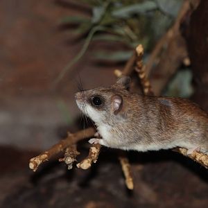 Acacia Rat - Prague Zoo, July 2013