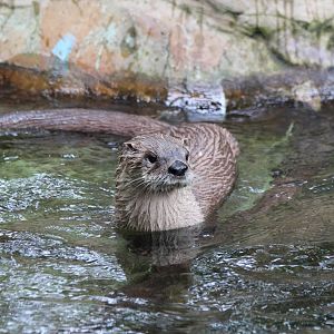 North American Otter - Prague Zoo, July 2013