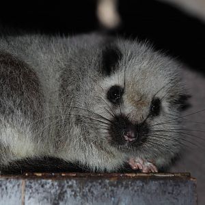 North Luzon Cloud Rat - Prague Zoo, July 2013