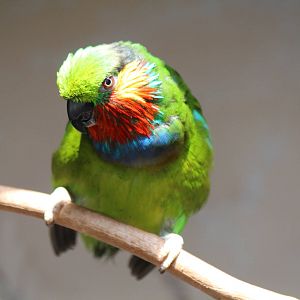 Edward's Fig Parrot - Prague Zoo, July 2013
