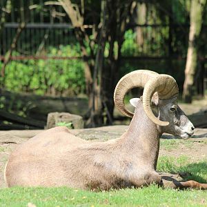 Bighorn Sheep - Prague Zoo, July 2013