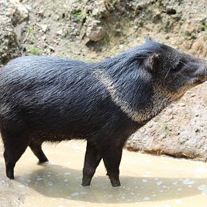 Collared Peccary - Prague Zoo, July 2013