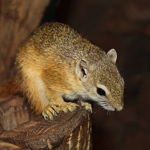 Smith's Bush Squirrel - Prague Zoo, July 2013