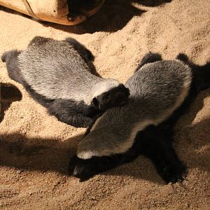 Ratel - Prague Zoo, July 2013