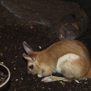 Springhare - Prague Zoo, July 2013