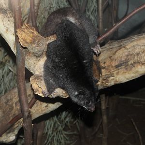 Ground Cuscus - Prague Zoo, July 2013