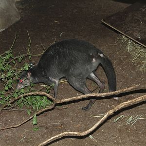 Brown Dorcopsis - Prague Zoo, July 2013