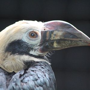Tarictic Hornbill - Prague Zoo, July 2013