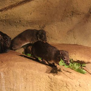 Eastern Tree Hyrax and African Brush-tailed Porcupine - Prague Zoo, July 20