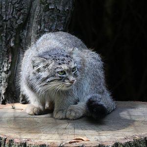 Pallas Cat - Brno Zoo, July 2013