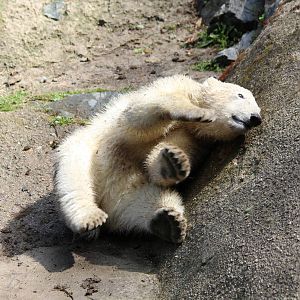 Young Polar Bear - Brno Zoo, July 2013