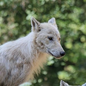 Mackenzie Island Arctic Wolf - Brno Zoo, July 2013