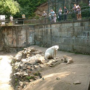 Polar Bear Enclosure - Brno Zoo, July 2013