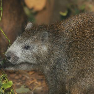 Cuban Hutia - Brno Zoo, July 2013