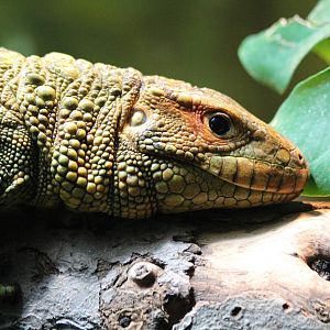 Caiman Lizard - Brno Zoo, July 2013