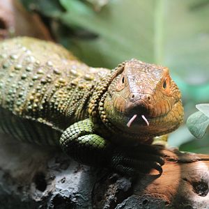Caiman Lizard - Brno Zoo, July 2013