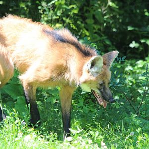 Maned Wolf - Brno Zoo, July 2013