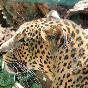 Sri Lankan Leopard - Brno Zoo, July 2013