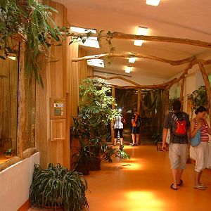 Interior Chimpanzee & Ring-tailed lemur House - Brno Zoo, July 2013