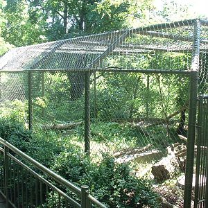 Sri Lankan Leopard Enclosure - Brno Zoo, July 2013