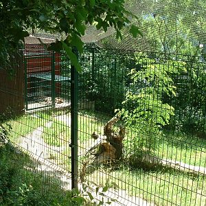 Sri Lankan Leopard Enclosure - Brno Zoo, July 2013