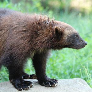Wolverine - Brno Zoo, July 2013