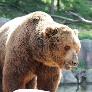 Kamchatka Bear - Brno Zoo, July 2013
