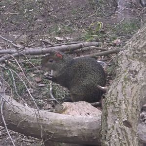Azara's Agouti