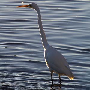 Great Egret