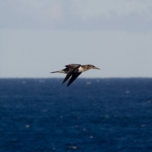 Australasian Gannet (juvenile)