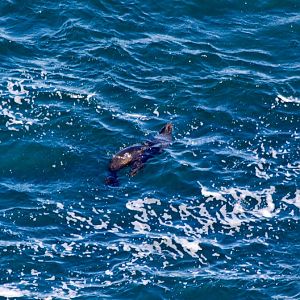 Australian Fur Seal