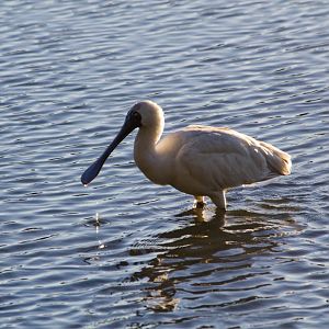 Royal Spoonbill