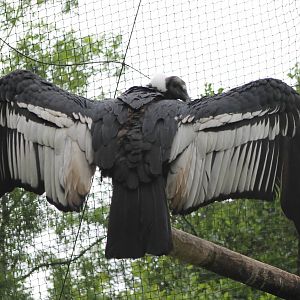 Andean condor female