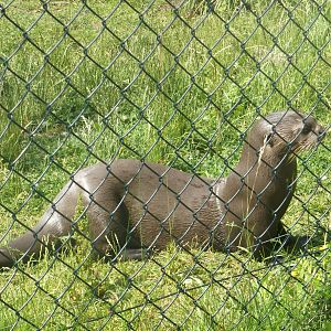 Giant Otter At Chester Zoo 6/7/2013