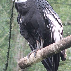 Andean condor female