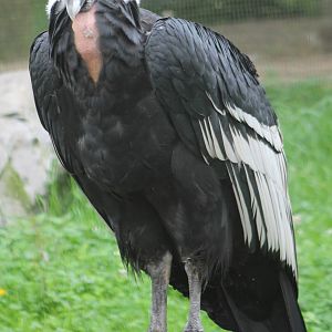 Andean condor male