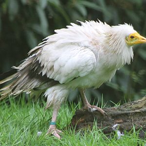 Egyptian vulture