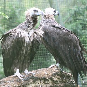 European Black Vulture