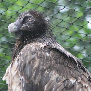 Bearded vulture
