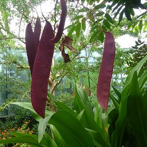 Butterfly Pavilion 23.6.13