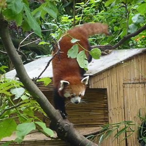 Red panda 27.6.13