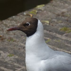 Black headed gull in Delft 26.6.13