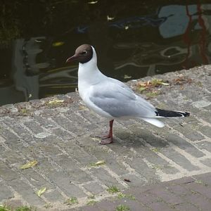 Black headed gull in Delft 26.6.13