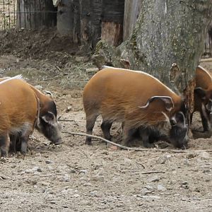 Group of Red river hogs