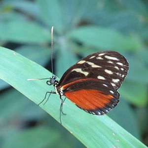 Butterfly House - Tiger Longwing