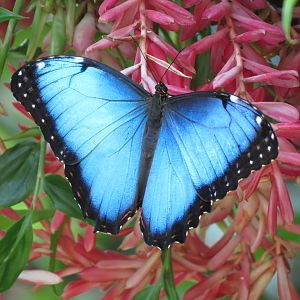 Butterfly House - Blue Morpho